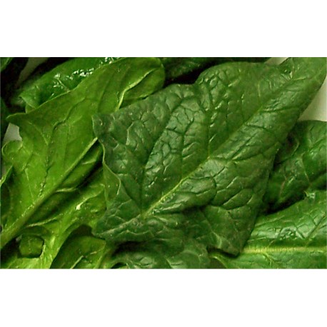 Spinach in bulk packing