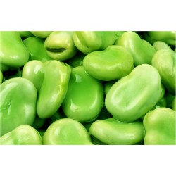 Broad Beans in bulk packing