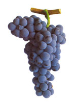 Grapes ALICANTE BOUSCHET