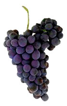 Syrah wine grapes