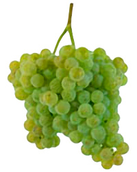 Alvarinho Grapes