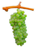 Antao Vaz Wine Grapes