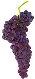 Aragonez Grapes