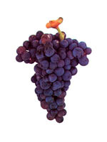 Castelao Wine Grapes