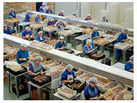 Tuna Fish Factory