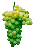 Verdelho Grapes