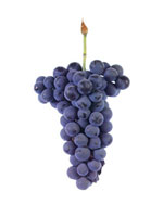Vinhao Grapes