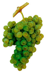 Viosinho wine grapes